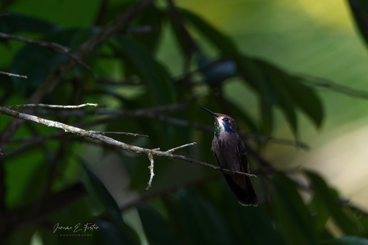 Jerome E. Foster Photography 🇯🇲 🇹🇹 🇱🇨 tweet media