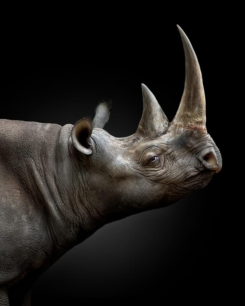 Here are some of 2024's most awarded wildlife photos! Connecting with wildlife is the first step to caring for it. Which one inspires you most?  

1. Marsel van Oosten  
2. Amit Eshel  
3. Jarque Krebs  
4. Mogens Trolle