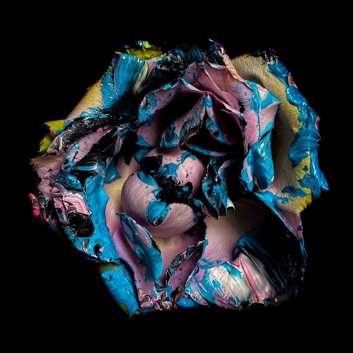 Zoe Louise tweet media