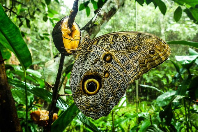 UN Biodiversity tweet media