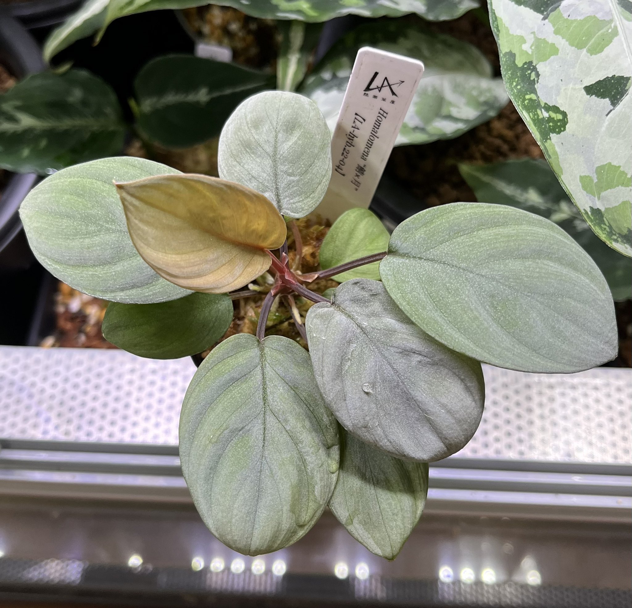 Homalomena 鯖×月　正規タグ付き Homalomena 鯖×月 正規タグ付き 【公式通販】