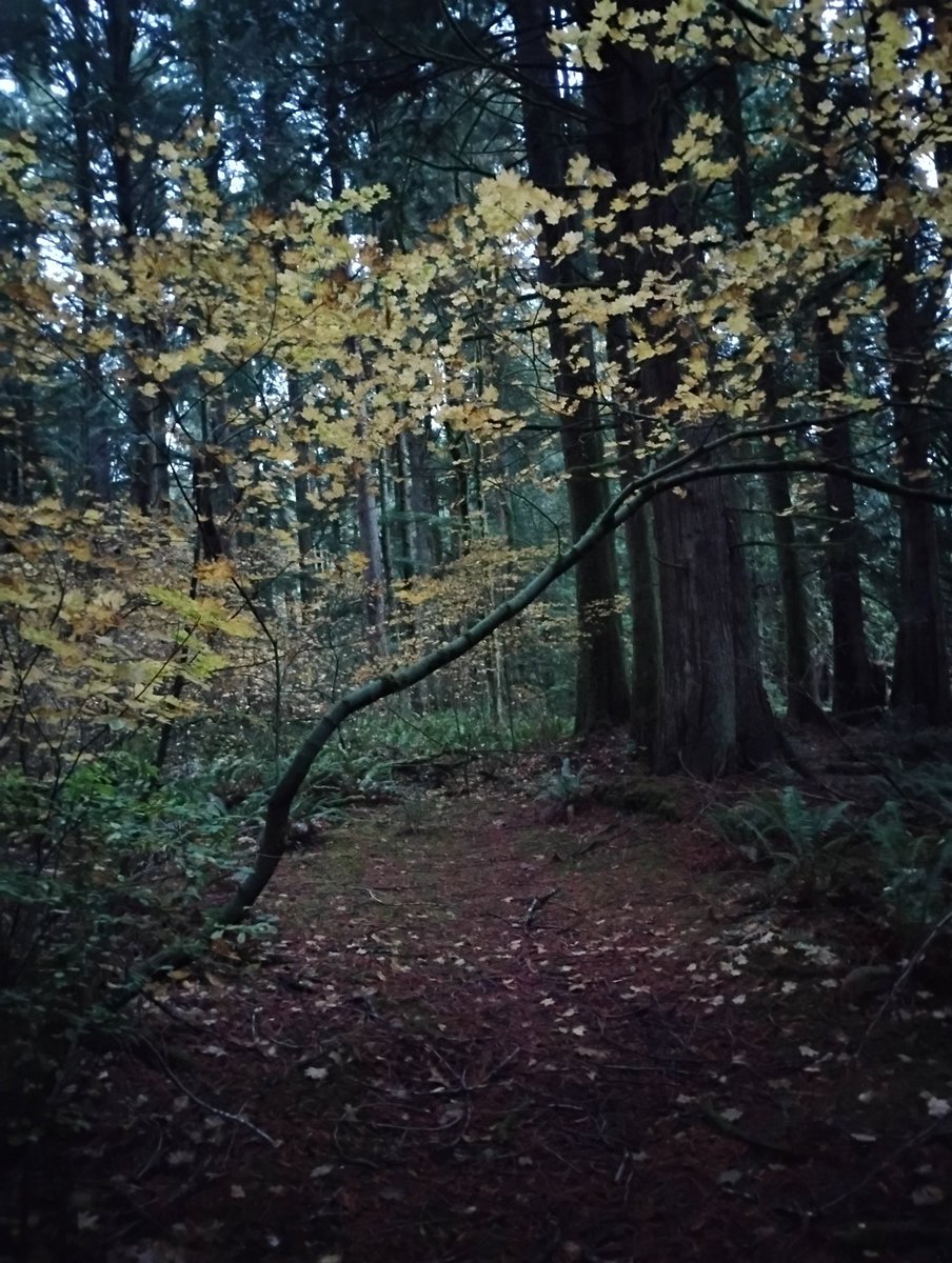 ChrisCloughOly's tweet image. A Fall Walk.

Made me think of my Grandma Jean for some reason. I miss her.

#Olympia 🍂 #AmongTheTrees