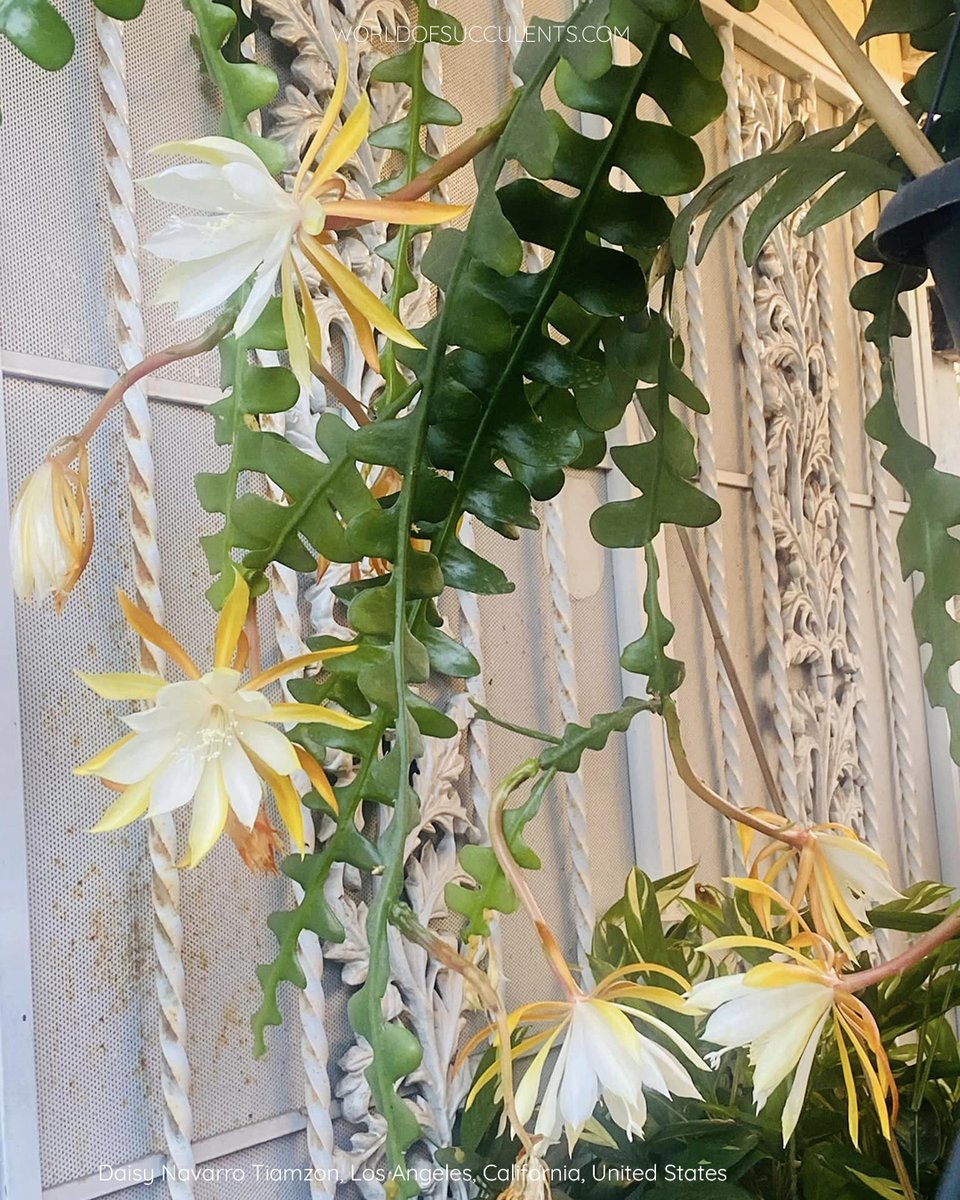 SucculentWorld's tweet photo. Disocactus anguliger (Fishbone Cactus) aka Epiphyllum anguliger
Plant profile: https://t.co/hJYUGLAEJ9
#worldofsucculents #succupedia #succulentsaroundtheworld #disocactus #disocactusanguliger #epiphyllum #epiphyllumanguliger #cactus #cacti https://t.co/p7qpJQ1Wb5
