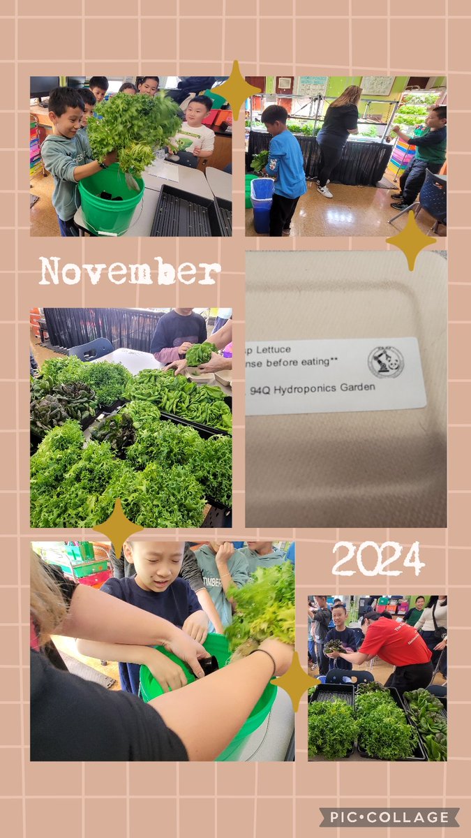 Laura Avakians (@94qdaviddporter) on Twitter photo #harvest time <a href="/PS94DavidPorter/">PS94 David D Porter</a> Students nurtured various types of lettuce from seed to plant 🥬in our #hydroponicslab <a href="/NYsunworks/">NY Sun Works</a> <a href="/MrsQuartarone/">Danielle Quartarone</a> <a href="/NYCSchools/">NYC Public Schools</a> #Sustainability 🐼🥬🐼🥬🥗 <a href="/PTAofPS94Q/">PTA of PS94Q</a> <a href="/CMvpaladino/">Councilwoman Vickie Paladino</a> #harvest time <a href="/PS94DavidPorter/">PS94 David D Porter</a> Students nurtured various types of lettuce from seed to plant 🥬in our #hydroponicslab <a href="/NYsunworks/">NY Sun Works</a> <a href="/MrsQuartarone/">Danielle Quartarone</a> <a href="/NYCSchools/">NYC Public Schools</a> #Sustainability 🐼🥬🐼🥬🥗 <a href="/PTAofPS94Q/">PTA of PS94Q</a> <a href="/CMvpaladino/">Councilwoman Vickie Paladino</a>