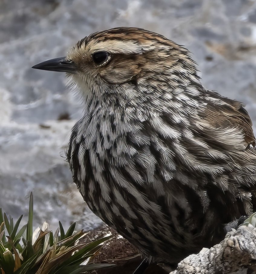 Estoy editando fotos de aves que hacen su vida en los Andes por encima de los 3.000 metros de altitud, con un frío que te congela el alma y un sol que puede deshidratarte en segundos. 

Es un reto sobrevivir en esta región donde se puede experimentar las 4 estaciones en menos de