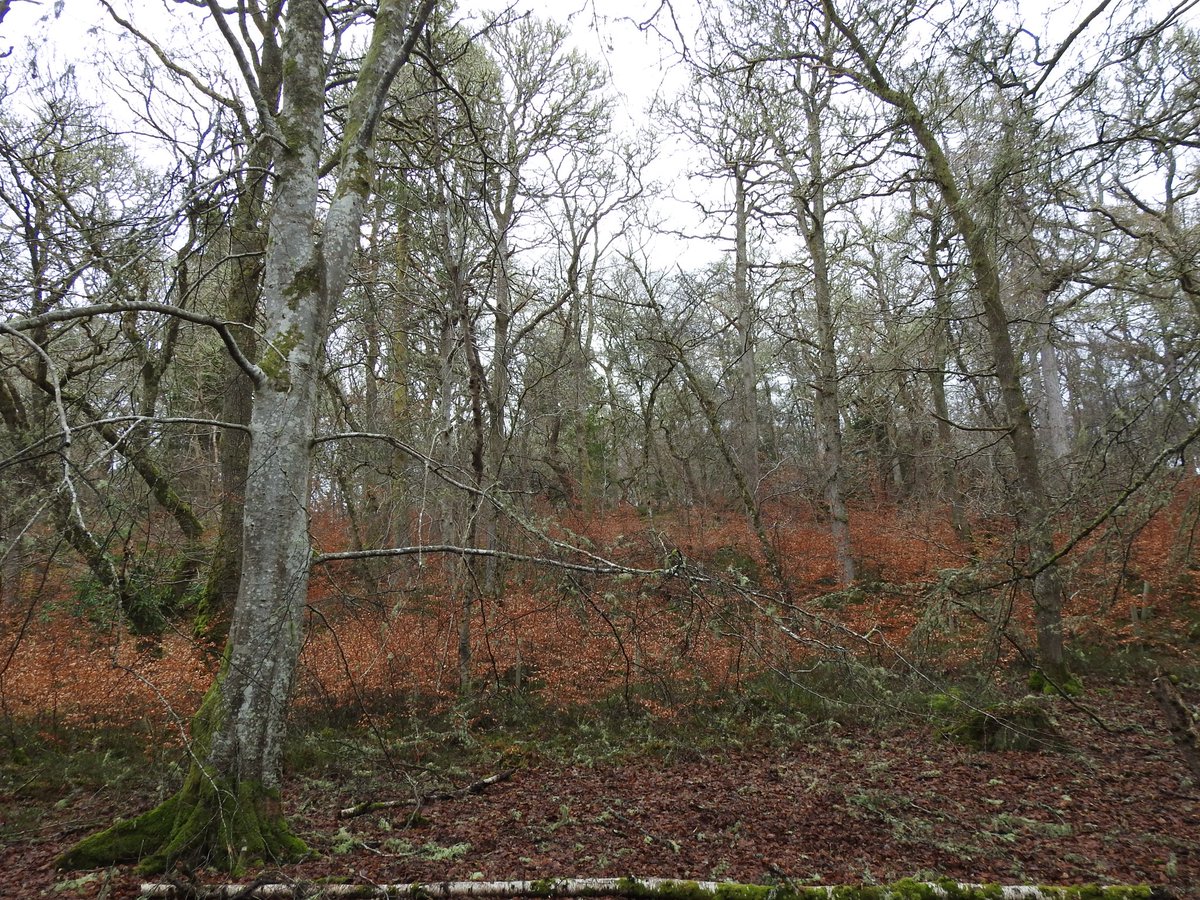 Gus Routledge tweet media