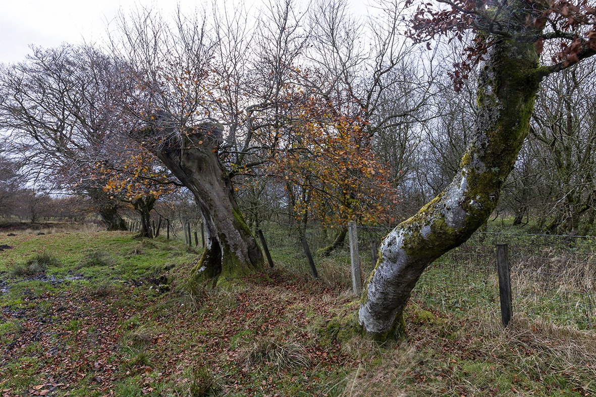 An after.. and before, tree near Strathaven, South Lanarkshire for <a href="/campbellclaret/">ALASTAIR CAMPBELL</a>