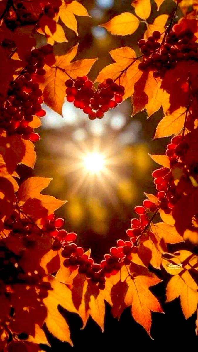 510615816yht's tweet photo. 🍁💫💫
　　慌ただしい一日を笑顔で。。
　　乗り切れるように♡💫💫🍁
　　　　
　　　おはようございます◡̈
　　今日も宜しくお願いします♥️🧡 https://t.co/DH36pPbycj
