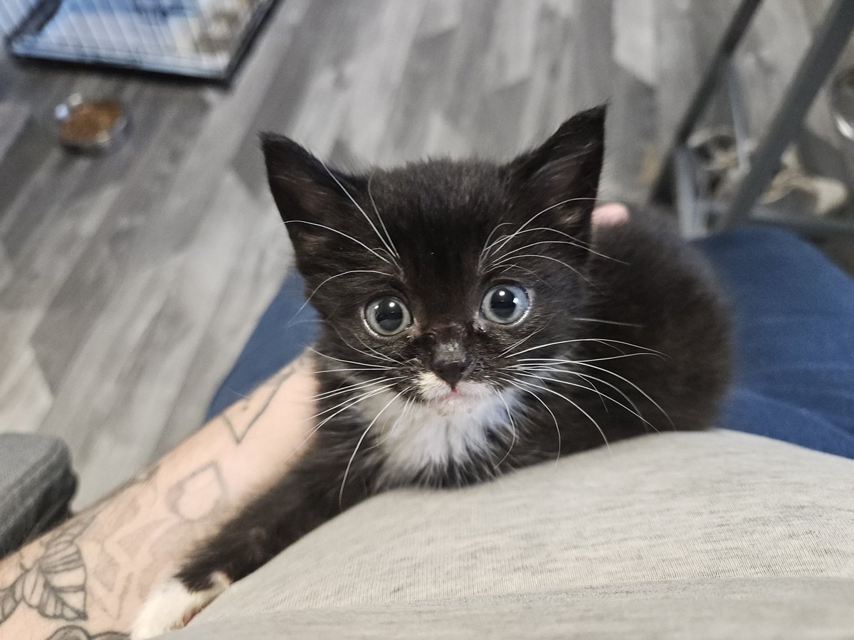 Big Hearts 4 Small Paws tweet media