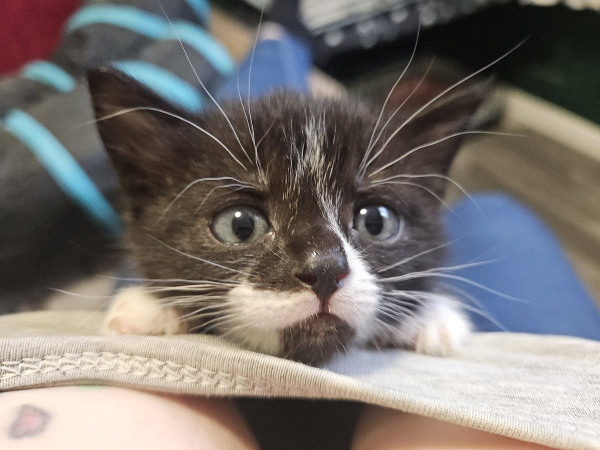 Big Hearts 4 Small Paws tweet media