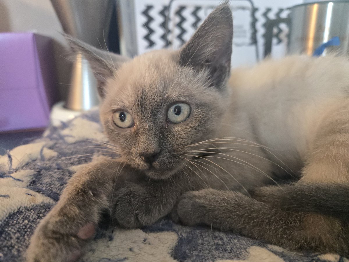 rjbrooks33's tweet photo. @StrayLiotta New bebbe, Perla https://t.co/LhBye5RJnk