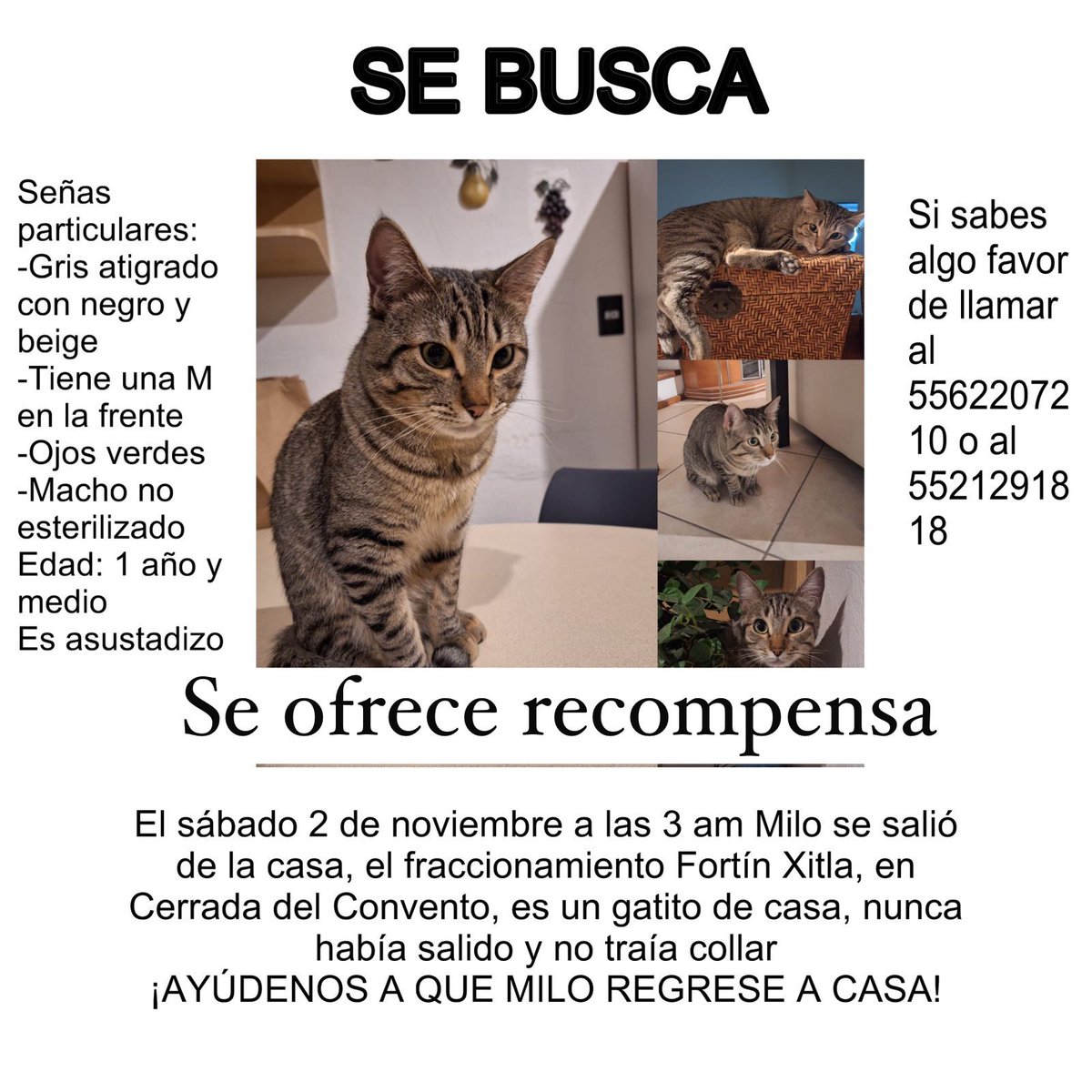 Ayúdanos a que Milo regrese a casa 🐱, se extravió en Cda. del Convento, Santa Ursula Xitla, Tlalpan #adoptado #rescatado
<a href="/cvsux2/">Colectivo de vecinos Sta. Ursula Xitla apartidista</a> <a href="/TlalpanVecinos/">Tlalpan Vecinos</a> <a href="/elsoldelomas/">El Sol de Lomas</a> <a href="/guerisilla8/">Prettymex</a> <a href="/ColoniaSUX/">Colonia Sta Úrsula Xitla</a>