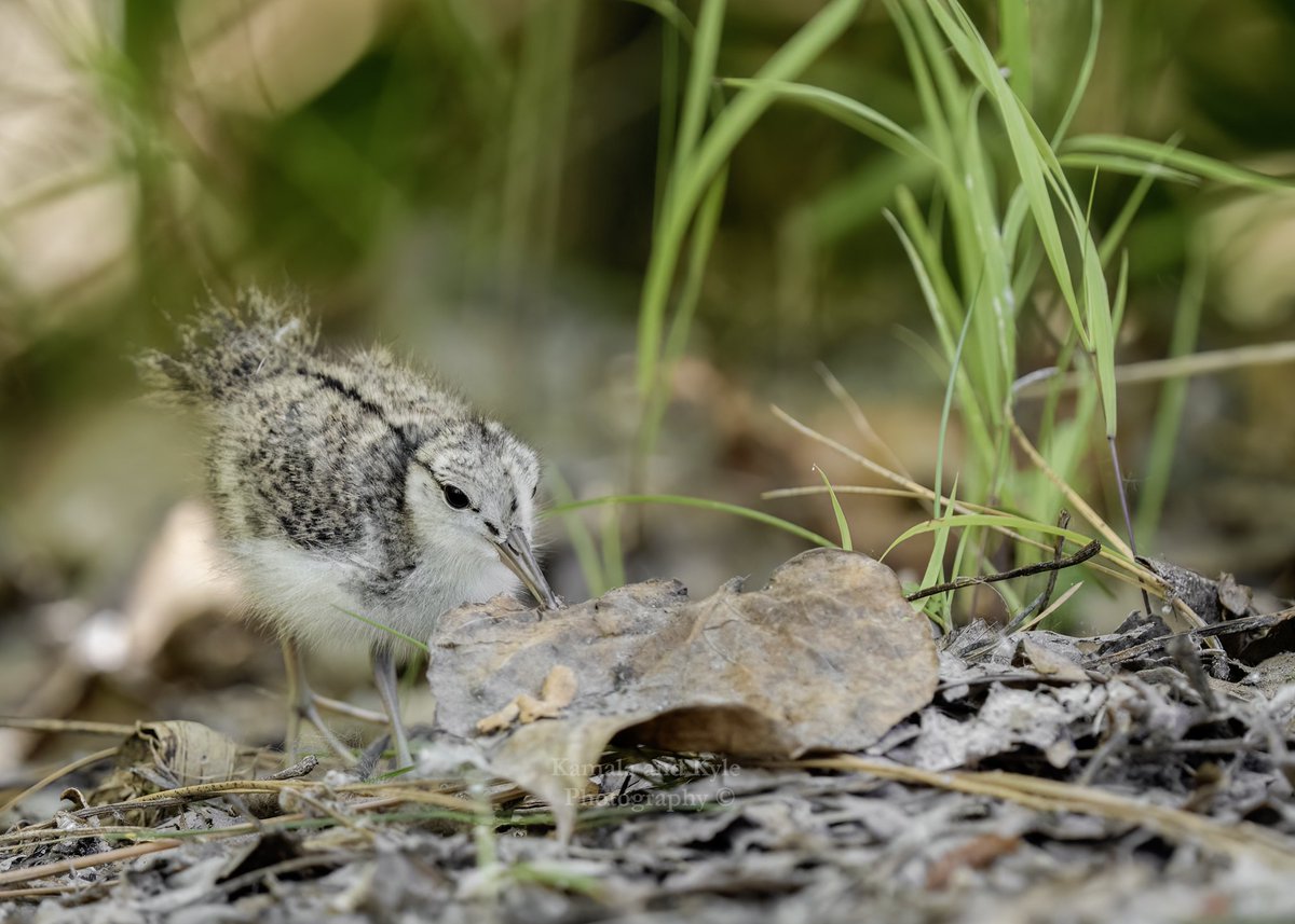 KamalaKyle's tweet photo. An adorable Sandpiper chick investigates a leaf as they explore their new world!
#waterbirds #spottedsandpiper #spottedsandpipers
#babyspottedsandpiper #spottedsandpiperlet #babybird #babybirds #babyanimals #babywildlife #babychicks #bcwildlife #wildlifeofbc #bcbirds #birdsofbc https://t.co/kRr4WOeCwt