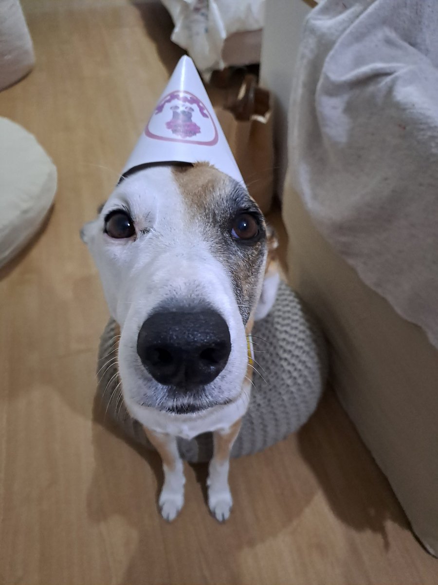 Carolmillo's tweet photo. Feliz cumple a mi mejor decisión #adopten #perros https://t.co/N83OmIHpgE