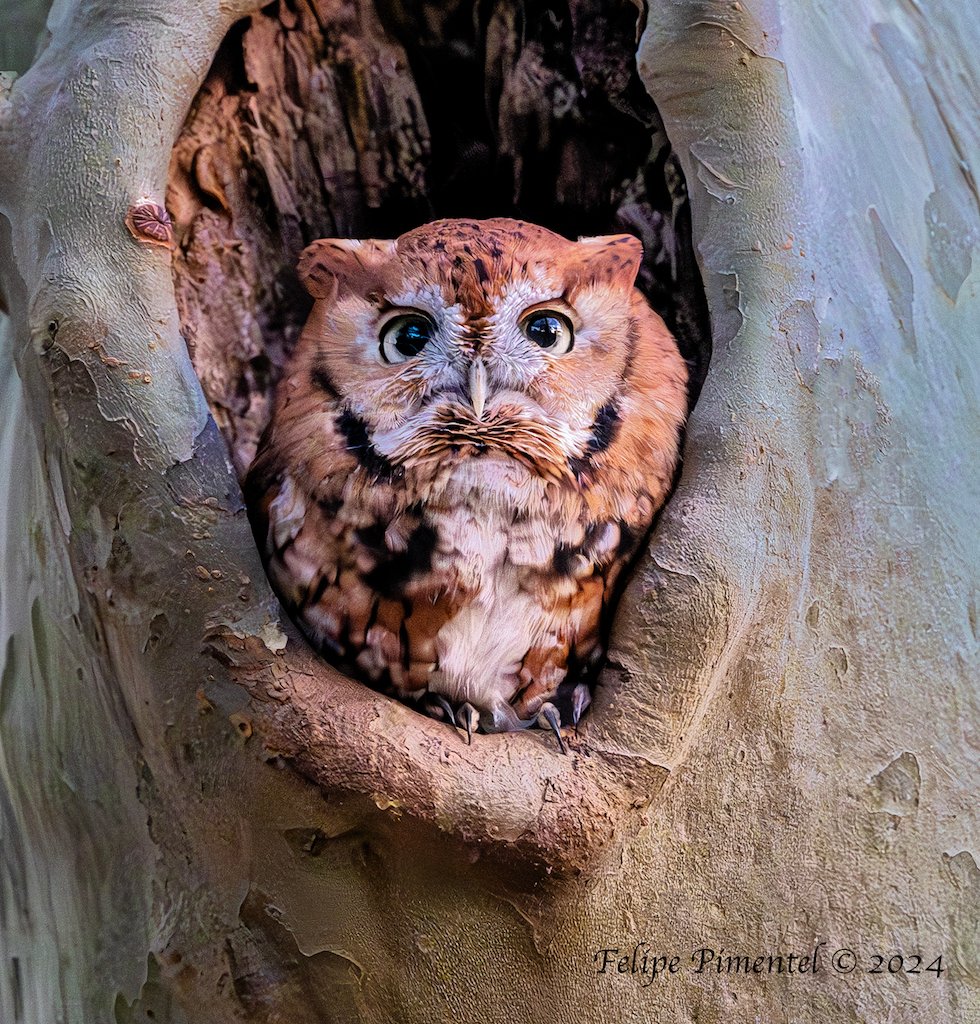 Eastern Screech Owl "red morph" (Megascops). Seen in New Jersey, tonight (11-8).#wildlifephotography #birdphotography #birdwatching #BirdsSeenIn2024 #owls #birdcpp