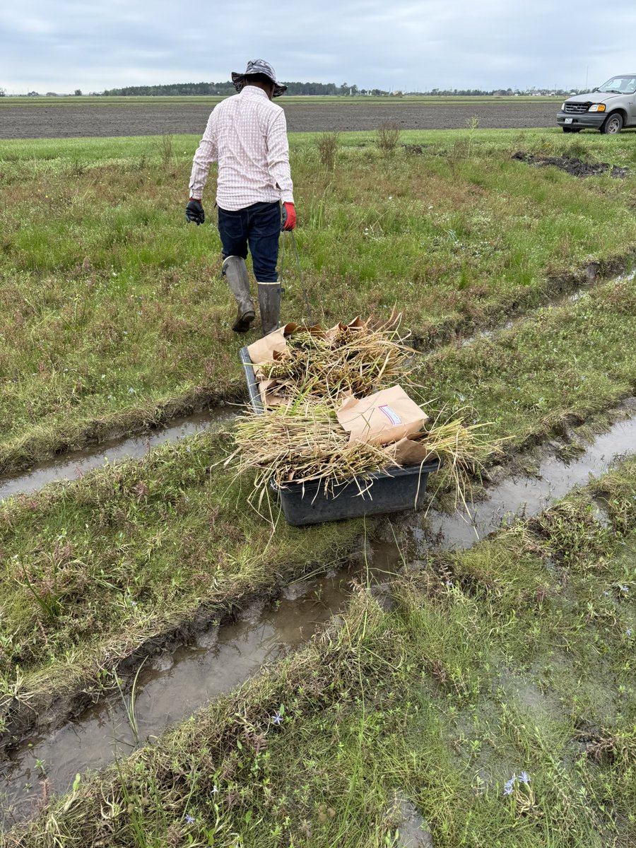 Gurjeet_AgSci's tweet photo. #ResearchUpdate2024 πΊπΈ
Harvested #Pedigree row with that we wrapped up #2024 field seasons at Beaumont Research Station @txresearch @AgriLife @TAMU
Grateful to #RiceTeam for their hard-work & dedication in such a horrible weather of #Texas
#RiceBreeding
#Agtwitter https://t.co/uLwI6jJG0b