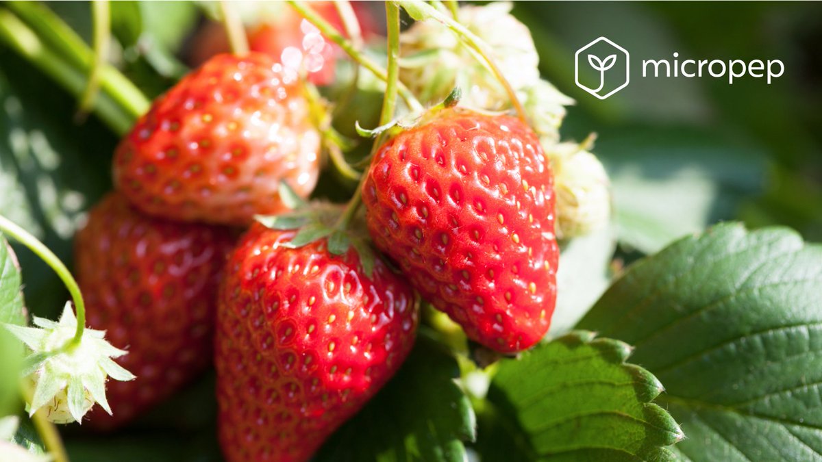 One man has come up with an innovative approach to growing strawberries! He's using a UV robot to organically control powdery mildew on ever-bearing strawberries that fruit from spring to autumn.

Read the <a href="/vilt_nieuws/">VILT vzw</a> article to learn more: vilt.be/nl/nieuws/uitb…