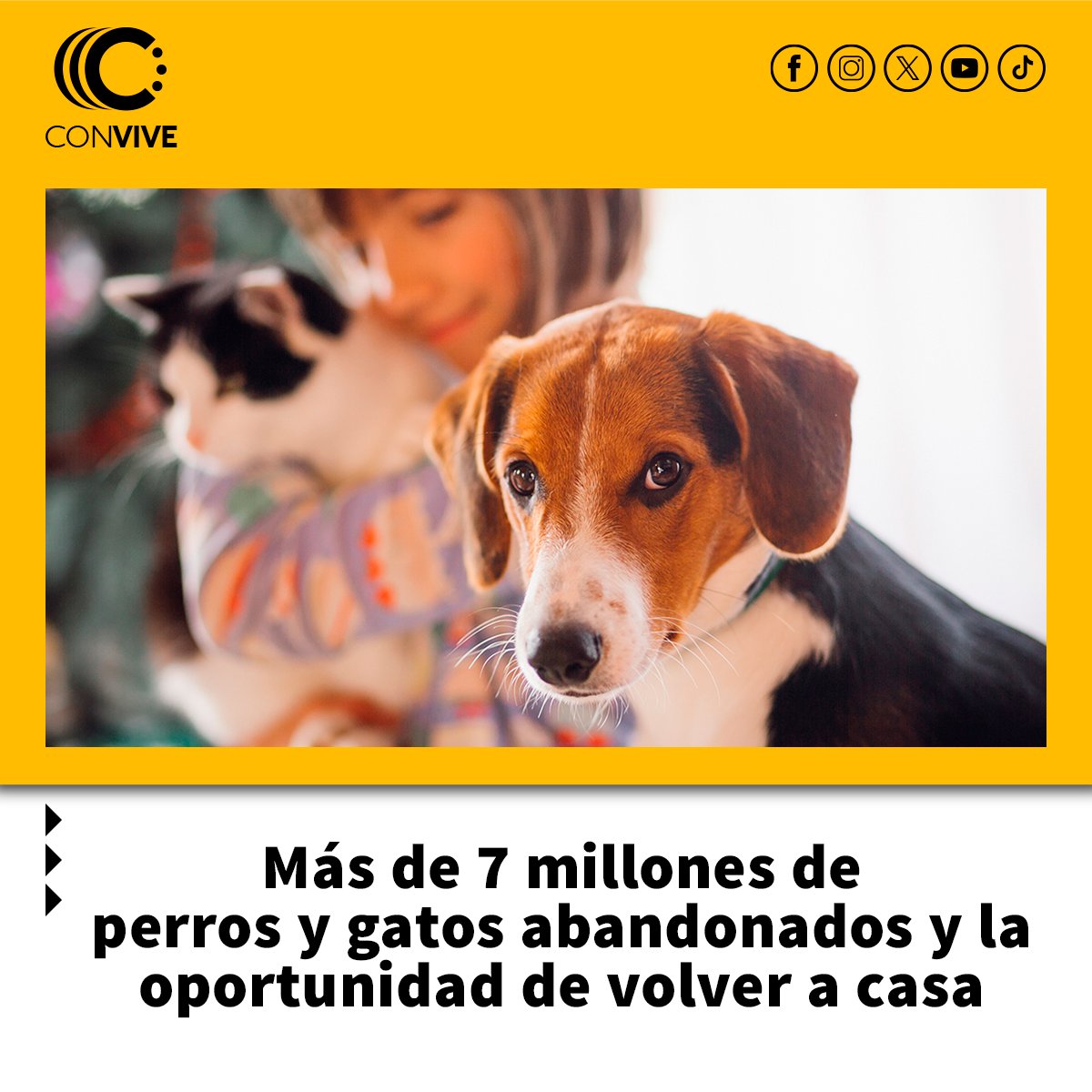 ConviveConvoca's tweet image. 🐾Más de 7 millones de #perros y #gatos buscan hogar
En Perú, hay más de 6M de perros callejeros y 1M de gatos abandonados 😿🐶. Desde #Convive, investigamos cómo la #adopción de mascotas mejora vidas, tanto para ellos como para nosotros.

👉Nota aquí: convoca.pe/convive/mas-de…