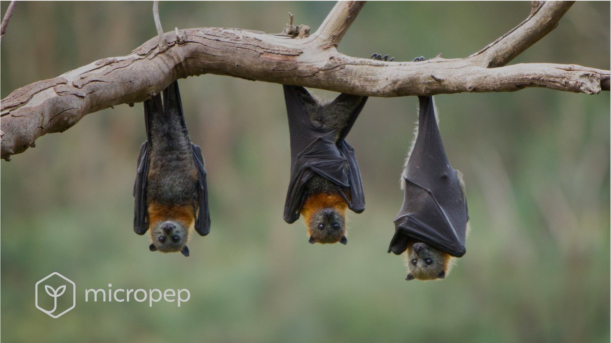 MicropepTechnologies (@micropep) on Twitter photo Nature provides #cropprotection! This article published in <a href="/ScienceMagazine/">Science Magazine</a> highlights how reducing pesticide use to allow for a healthy bat population actually minimized crop protection costs.
Read more: beyondpesticides.org/dailynewsblog/… Nature provides #cropprotection! This article published in <a href="/ScienceMagazine/">Science Magazine</a> highlights how reducing pesticide use to allow for a healthy bat population actually minimized crop protection costs.
Read more: beyondpesticides.org/dailynewsblog/…