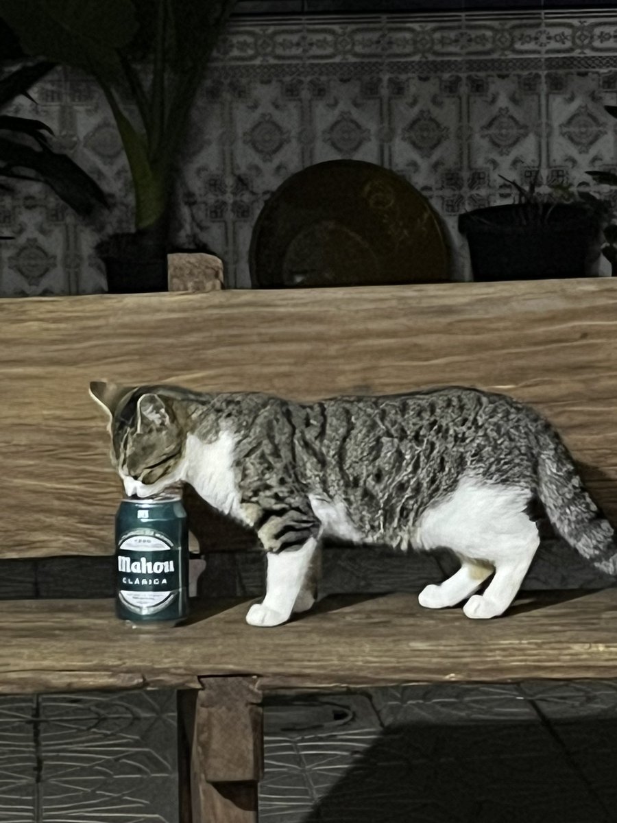 La cerveza de los gatos #Mahou