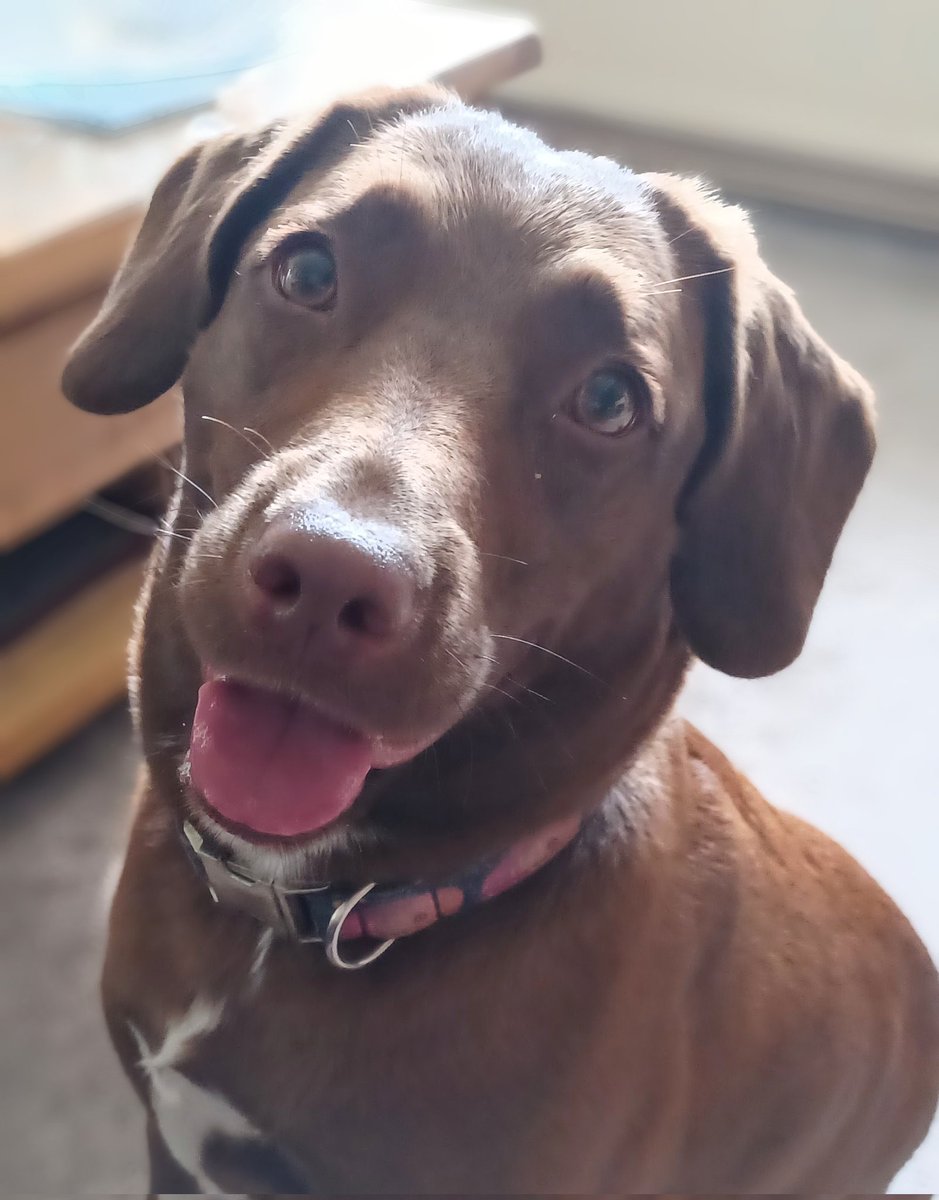 Lola Wigglebutt tweet media