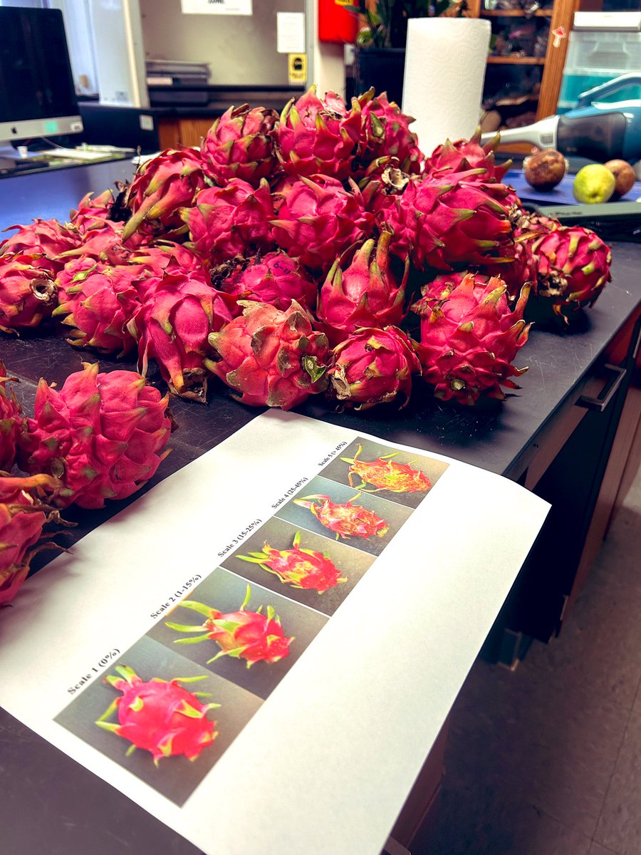 Tropical Plant Clinic & Research Lab (@clinicplant) on Twitter photo Rating day! End of our integrated solutions #dragonfruit 🐲 #pitaya #pitahaya <a href="/IR4_Project/">The IR-4 Project</a> #fungicide field trials! 💪🏼 Thanks to <a href="/CaSendoyaC_/">Carlos A. Sendoya-Corrales</a> for taking the lead and <a href="/labmanagershel/">Shelby Weber</a> and <a href="/fungindrublic/">Jorge Ronny Díaz Valderrama</a> for helping!
Hopefully we found products 🧪that are efficacious and safe for Rating day! End of our integrated solutions #dragonfruit 🐲 #pitaya #pitahaya <a href="/IR4_Project/">The IR-4 Project</a> #fungicide field trials! 💪🏼 Thanks to <a href="/CaSendoyaC_/">Carlos A. Sendoya-Corrales</a> for taking the lead and <a href="/labmanagershel/">Shelby Weber</a> and <a href="/fungindrublic/">Jorge Ronny Díaz Valderrama</a> for helping!
Hopefully we found products 🧪that are efficacious and safe for