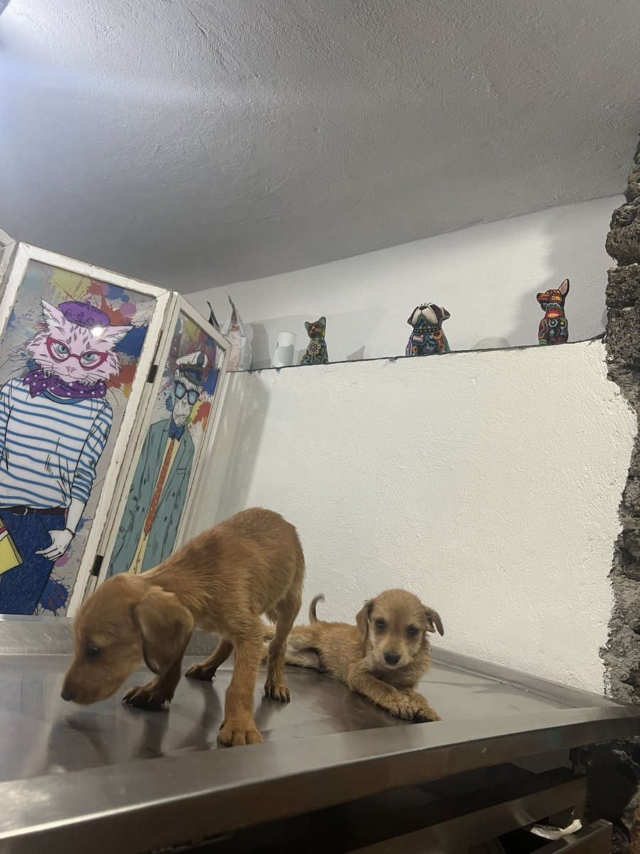 Oscar_VeCa's tweet photo. Amigos, ya están conmigo los perritos y no hemos recibido ninguna ayuda :( por favor no nos dejen solos, tenemos muchísimos casos y aún debemos mucho de los perritos con moquillo. Un RT también ayuda! Estamos en #CDMX Entrarán a revisión veterinaria. https://t.co/EQTHVdjCXB