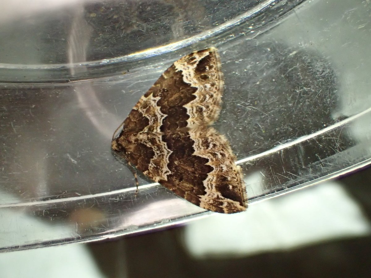Have I lost six months somewhere? Caught in Hampshire this evening.