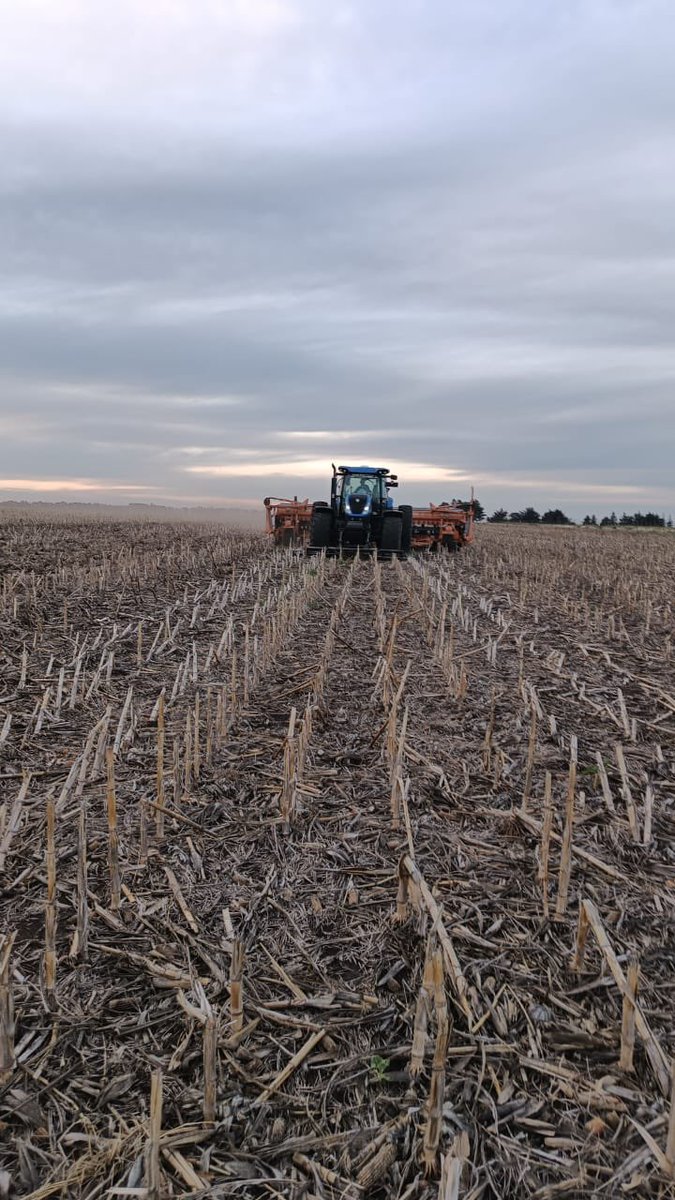 Arrancando con maíz sobre maíz en zona de San Mayol.