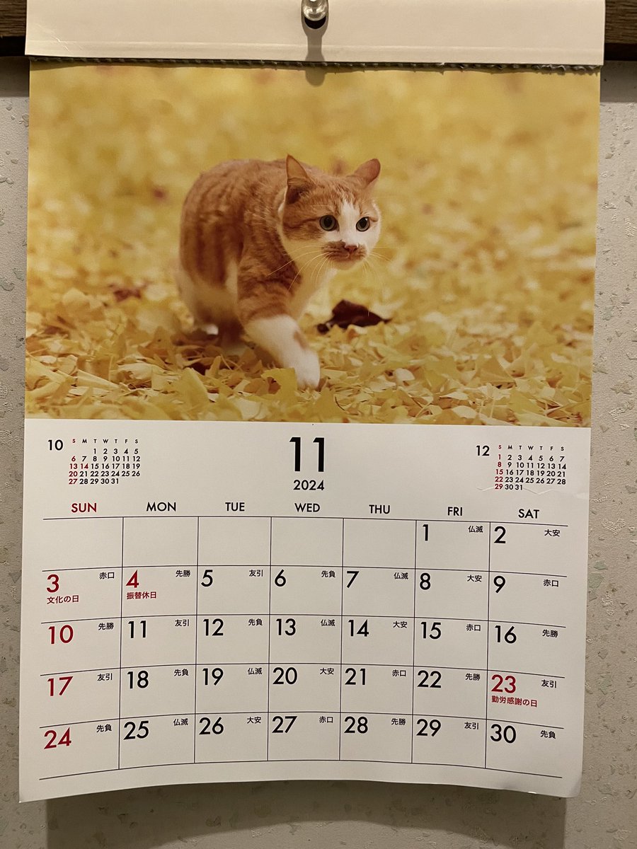 ogroger's tweet photo. ダイソーカレンダー今月ニャー https://t.co/bMUoD0CX47