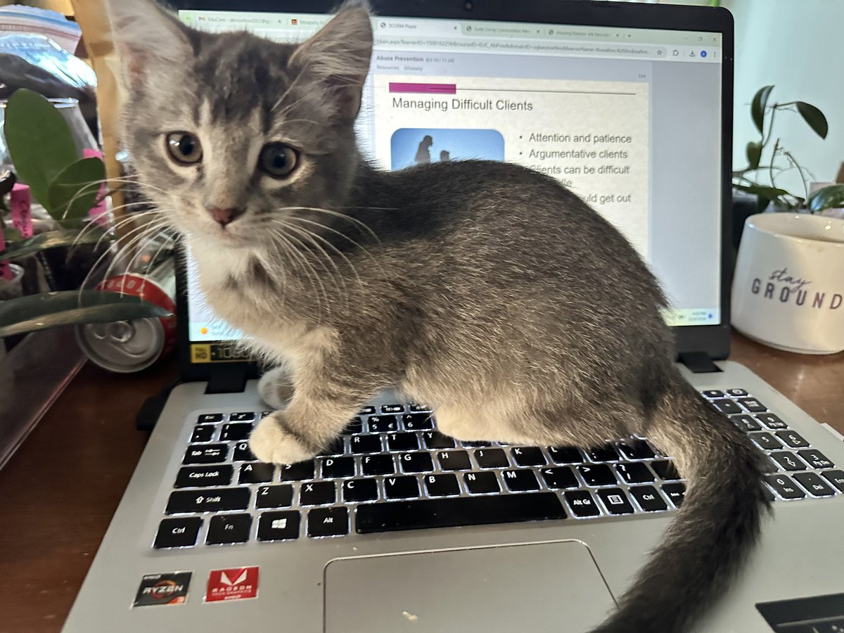 Kittens make it hard to do new job onboarding tasks at home.