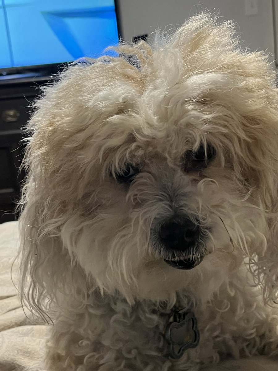 JenKBernstein's tweet photo. This one desperately needs a bath #rescuedogsoftwitter #descendedfromwolves https://t.co/lYjyNnC65u