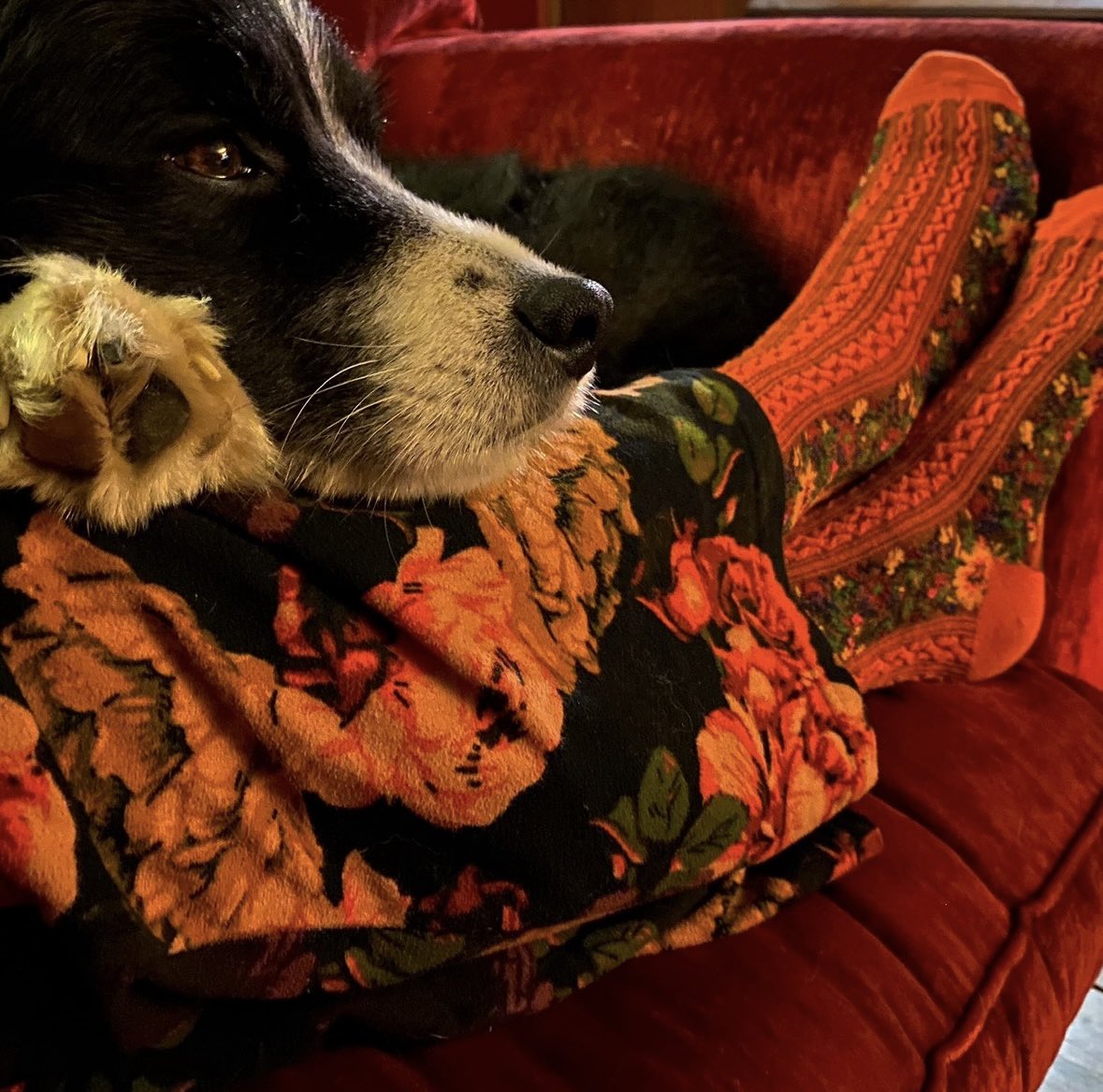 Alison O’Neill ~ Shepherdess tweet media