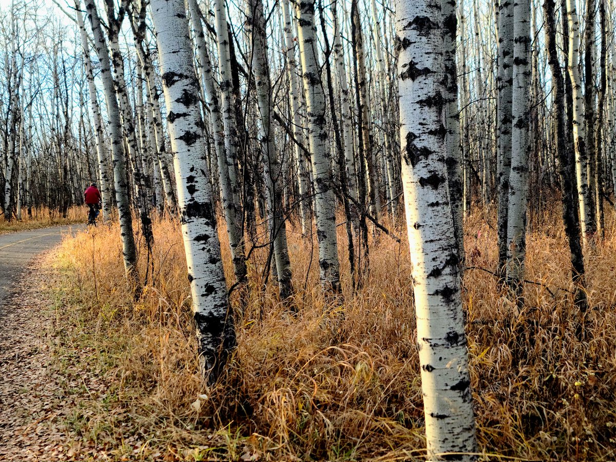 Lisa (Homer) Baril tweet media