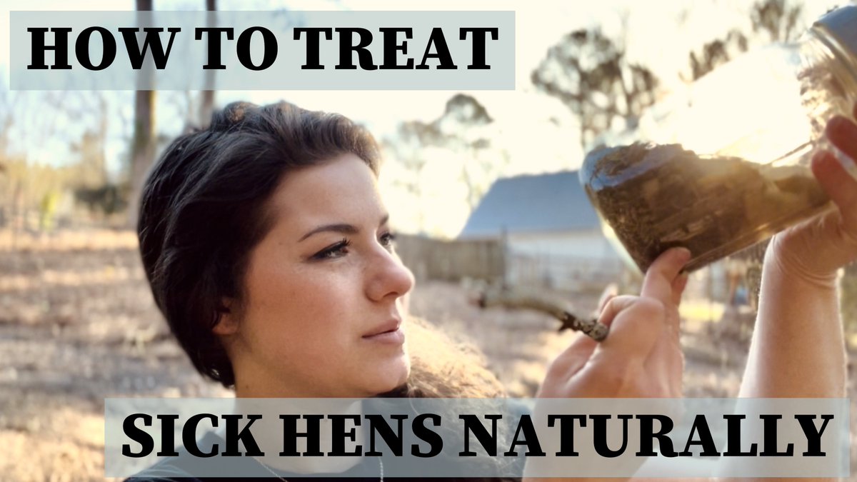MRachelWriting's tweet photo. 🌿NATURAL treatment for sick chickens that WORKS

Sick chickens usually look better within a day or two. Add to 5-6 gallons water:

1/2 cup Apple cider vinegar
1/4 cup herb blend
-Rosemary
-Thyme 
-Basil 
-Garlic 
-Oregano 

Full video on IG, FB, and YT! https://t.co/XtN9M0G2FW