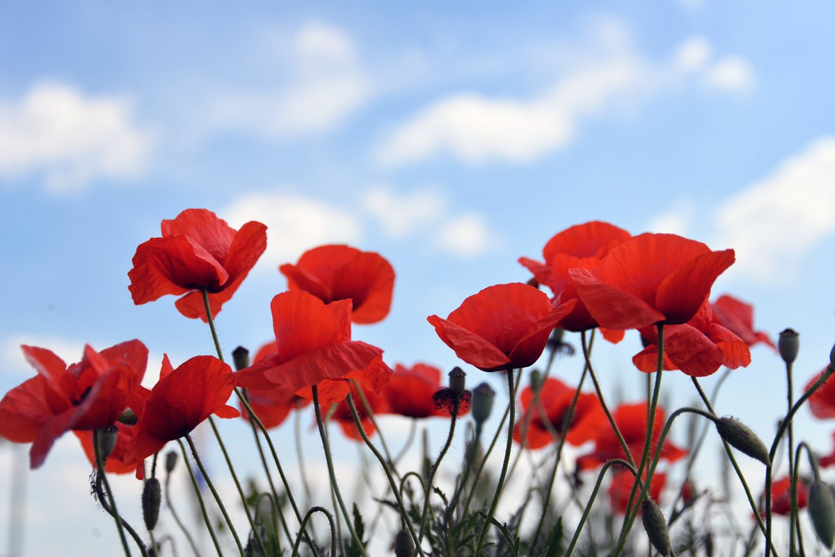 HOLIDAY CLOSURES | All FVRL locations will be CLOSED Sunday, Nov 10 and Monday, Nov 11 in honour of #RemembranceDay2024 . Some locations will also be closed on Saturday, Nov 9. Visit our locations page for your library's hours: fvrl.bibliocommons.com/locations