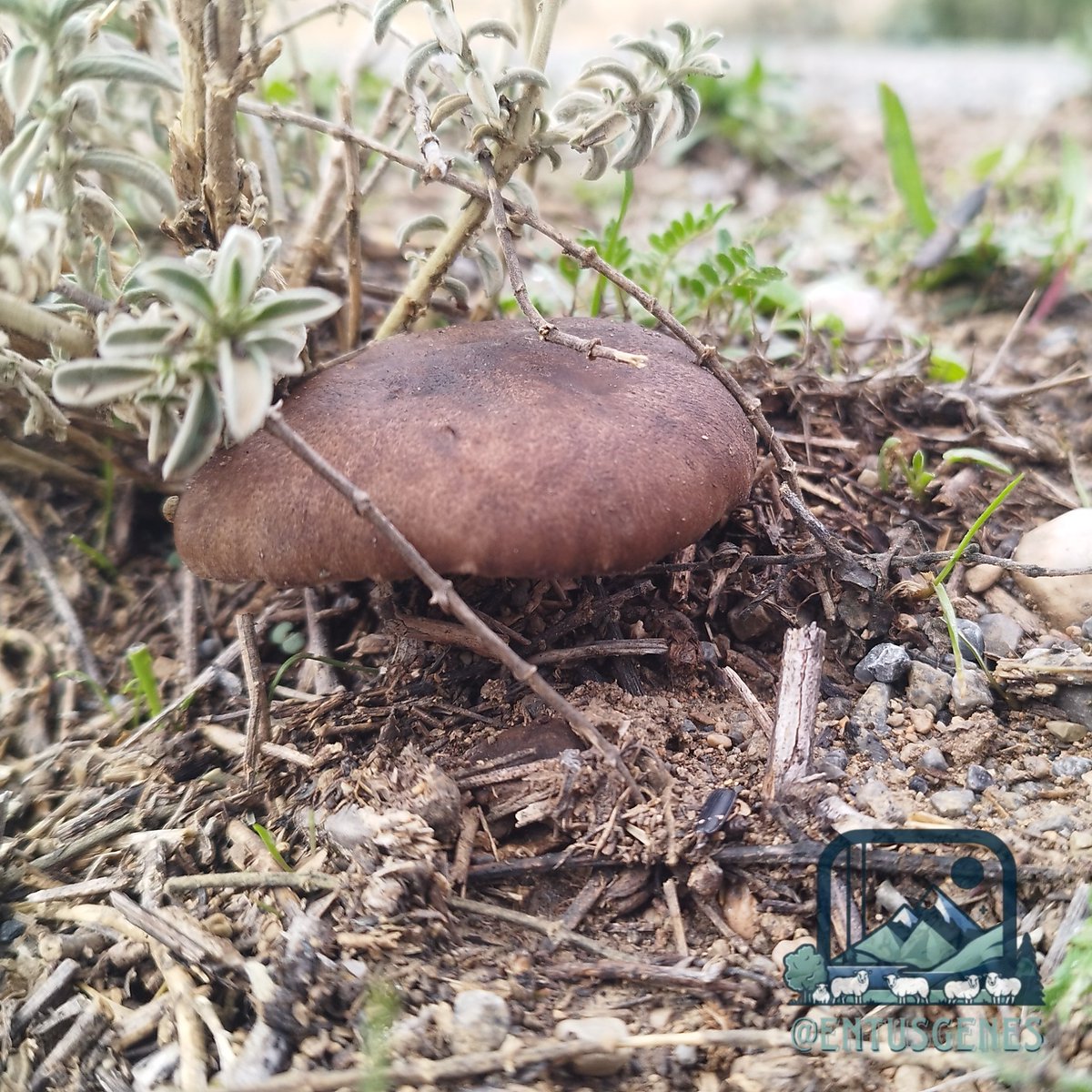 📸 ¡Tras la lluvia de hace la magia! 💧🪄🍄‍🟫

📌 Las setas de cardo se encuentran en la naturaleza creciendo principalmente sobre los restos de plantas o madera muerta, especialmente en zonas con suelos calcáreos. 

📍Caravaca. R. De Murcia

🏷️ <a href="/agropopular/">AGROPOPULAR</a> <a href="/RedNNoroesteMur/">Red Natura Noroeste</a>