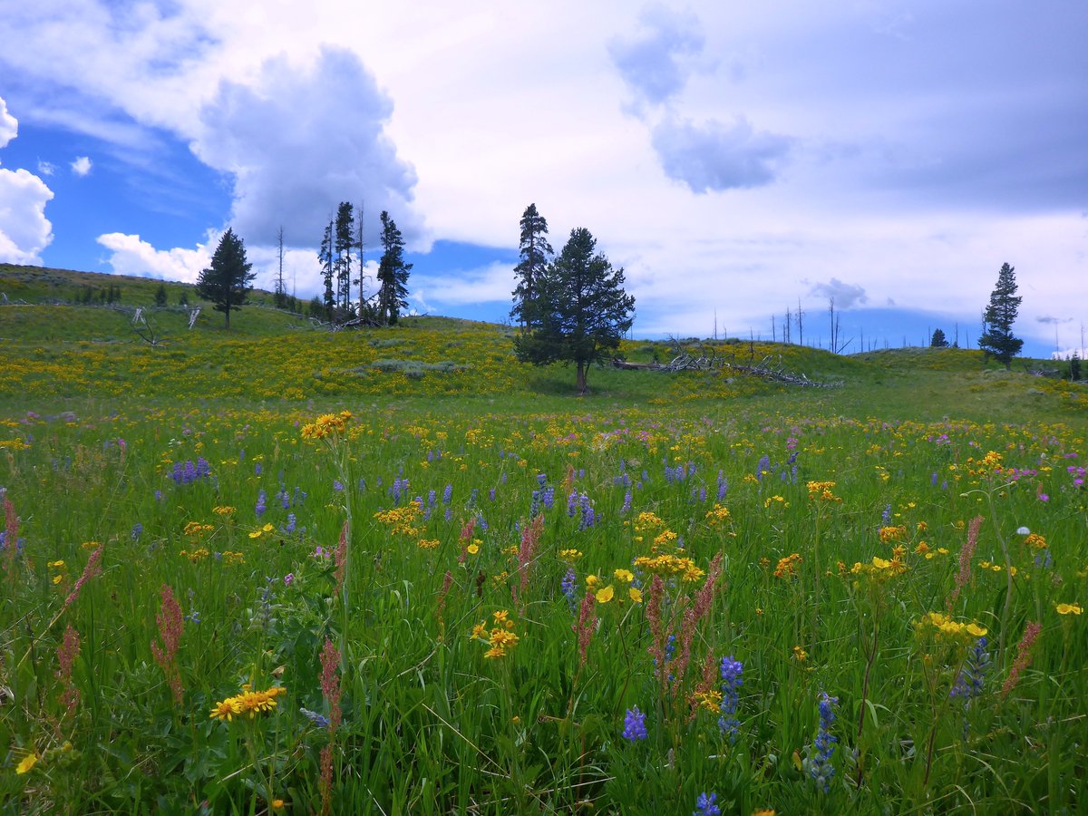 Somebody somewhere 
Needs an endless field of flowers tonight