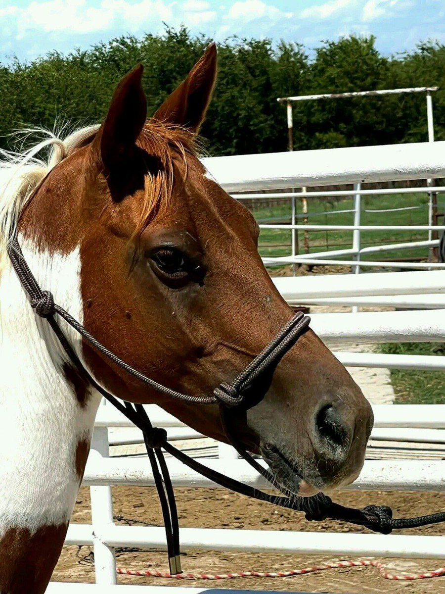 andywalker199's tweet image. Age:14years/Gender:Mare/Height:15.9hands/Colour:Red Dun/Price:8000$🦄🦄🦄 horse plug