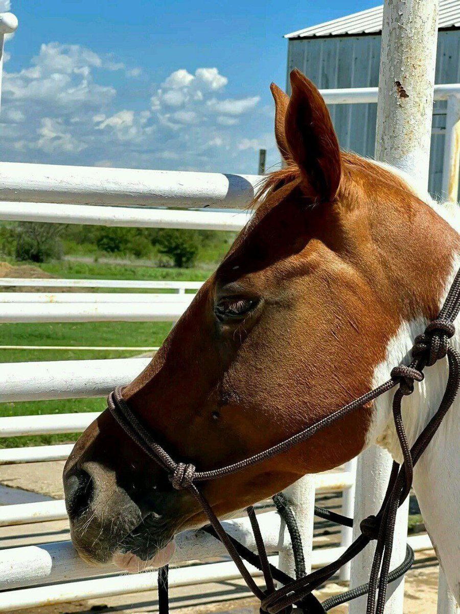 andywalker199's tweet image. Age:14years/Gender:Mare/Height:15.9hands/Colour:Red Dun/Price:8000$🦄🦄🦄 horse plug