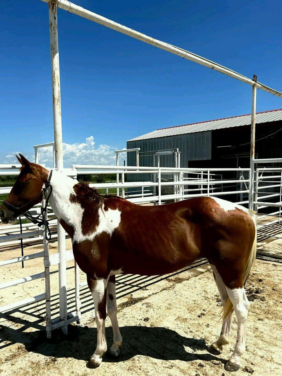 andywalker199's tweet image. Age:14years/Gender:Mare/Height:15.9hands/Colour:Red Dun/Price:8000$🦄🦄🦄 horse plug