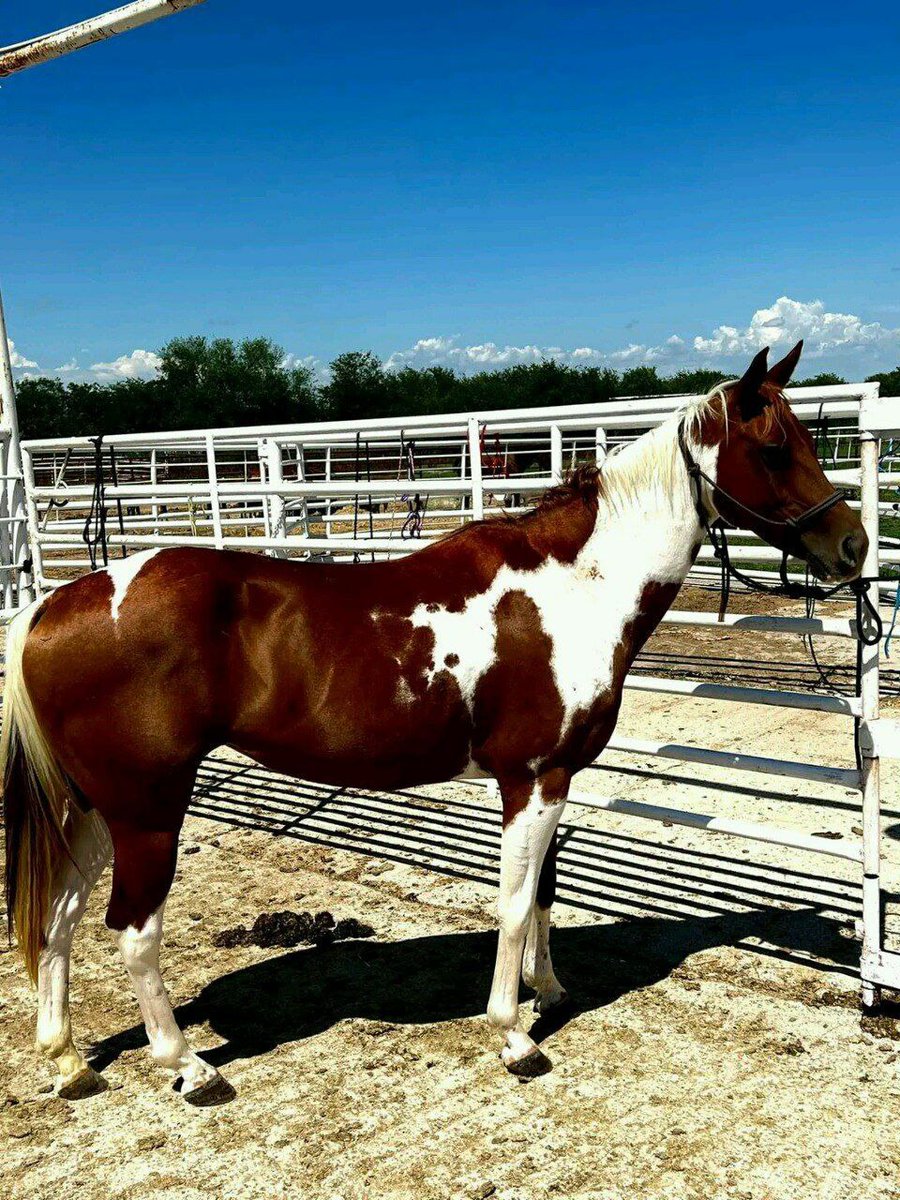 andywalker199's tweet image. Age:14years/Gender:Mare/Height:15.9hands/Colour:Red Dun/Price:8000$🦄🦄🦄 horse plug