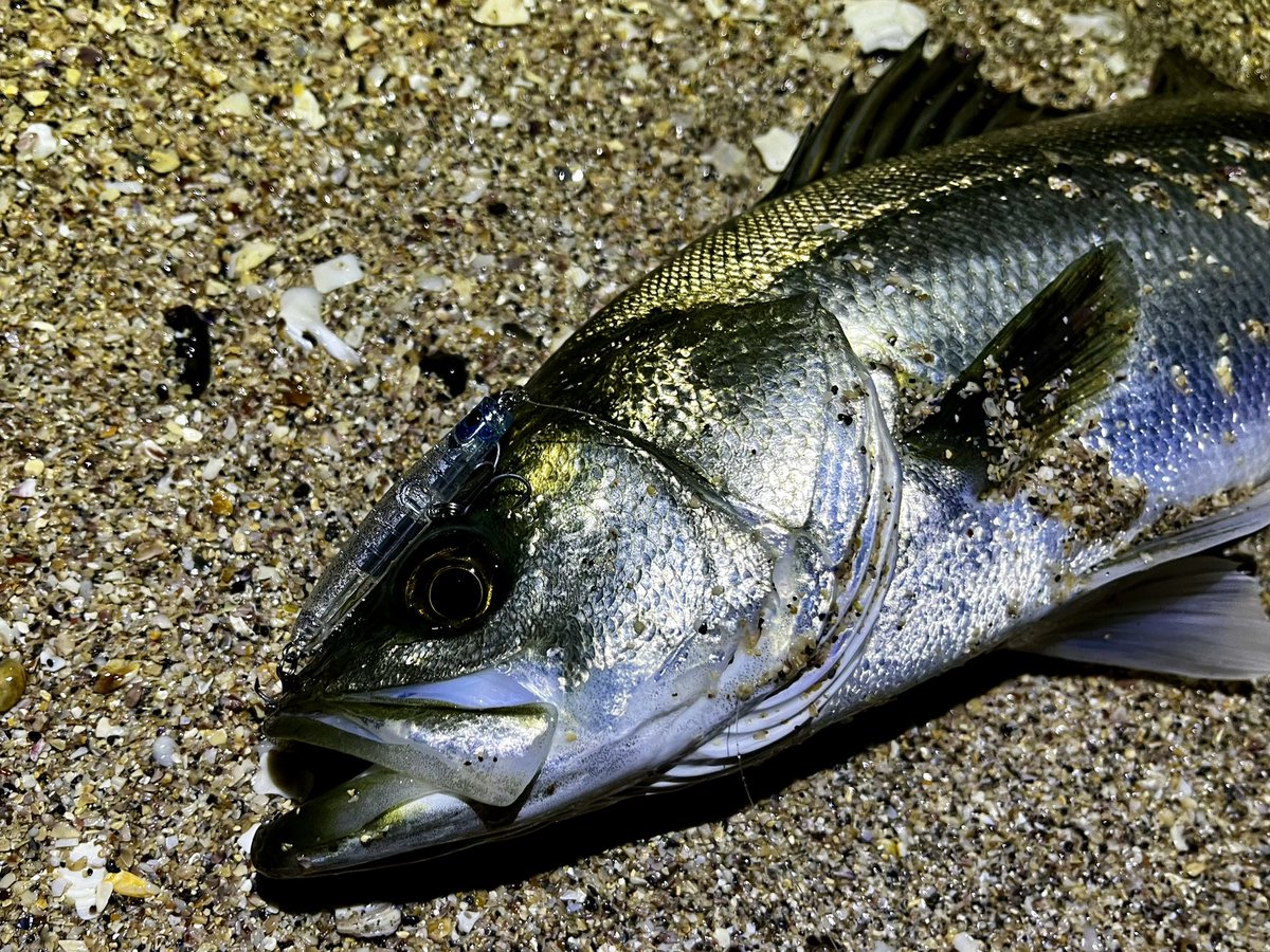 zaki_angling's tweet photo. 仲間のルアー回収という徳を積んだお陰？か、良い釣果に巡り会えました(*´ω`*)
#pozidrivegarage #sweefish88f 
#apia #punchline60 https://t.co/CAXwsdmsag