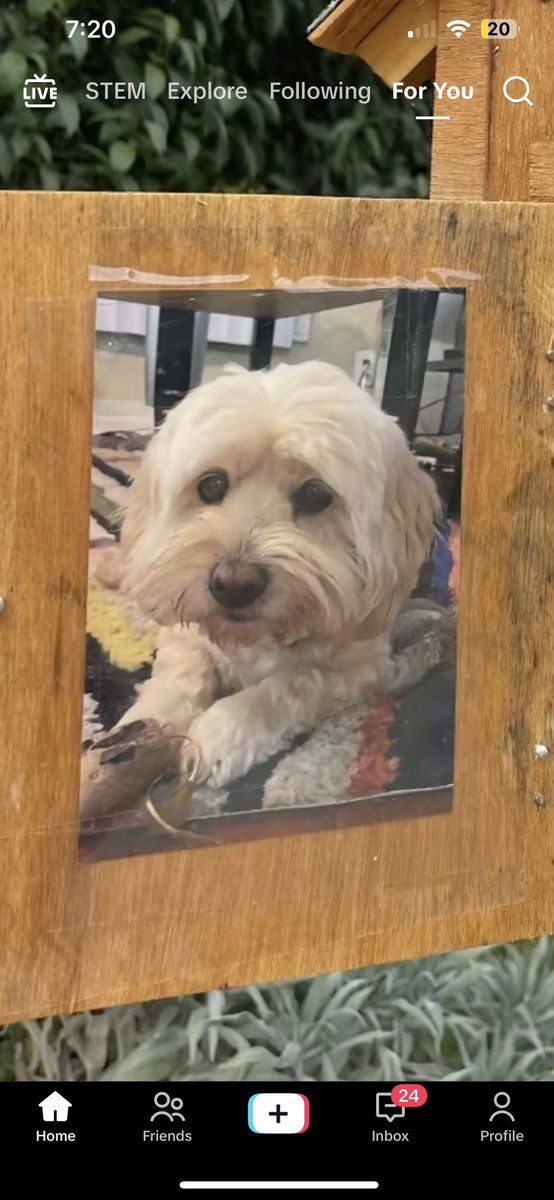 Does anyone know what breed of dog this is?? #LeafsForever