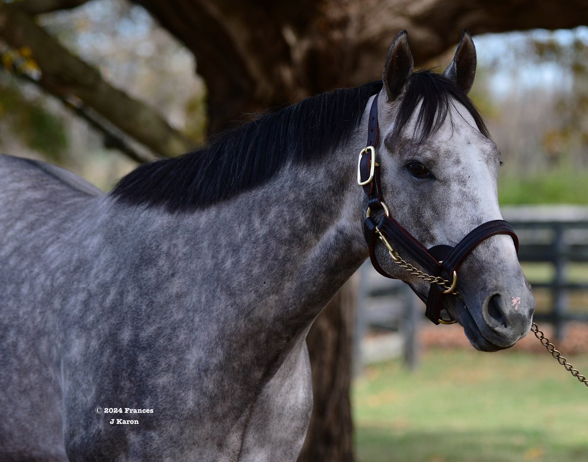 It speaks volumes for his constitution that Preakness winner Seize the Grey came off the van only yesterday, 5 days after his 9th race of the year and having shipped from California, and carries this much condition. One of two Classic winners by Arrogate, he's new at Gainesway.