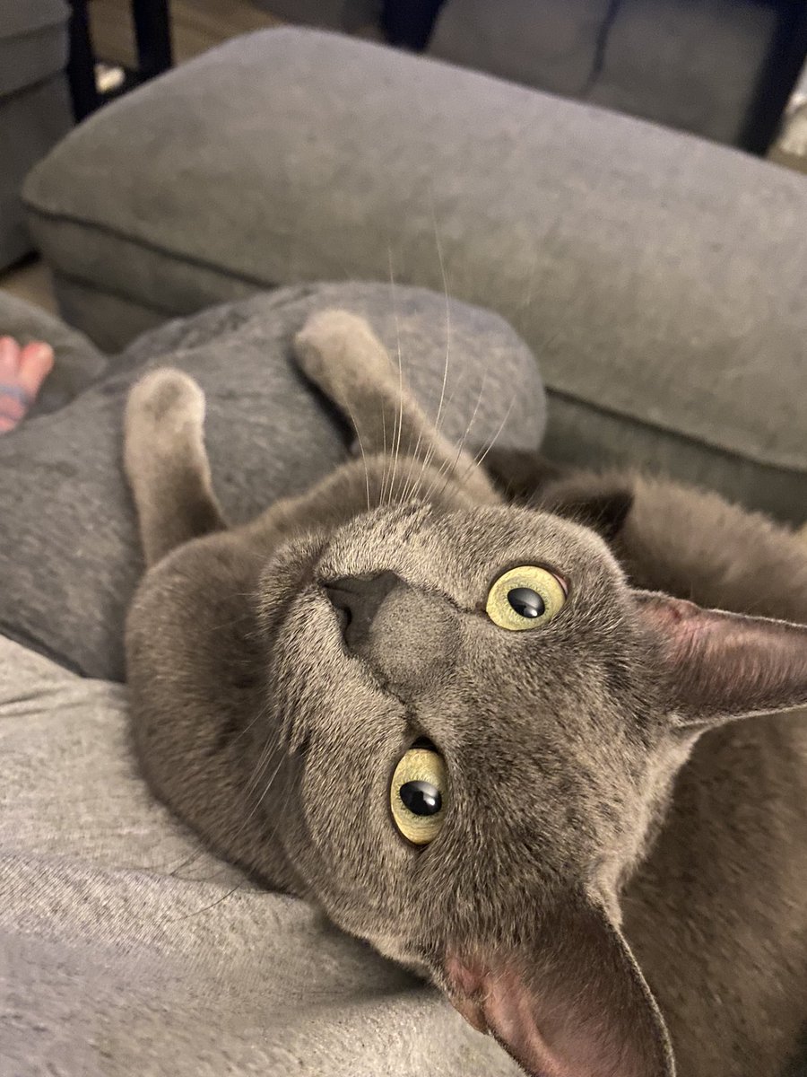 Raye Chilll tweet media