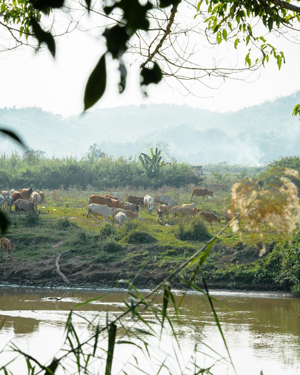FSThailand's tweet image. Get set #glamp! Buckle up for an unforgettable journey into the untamed wilderness of the #goldentriangle. Connect with the great outdoors in the most exciting way possible through the link in the bio. #fstentedcamp #offthegridwithfs  📷 iamannie_uu