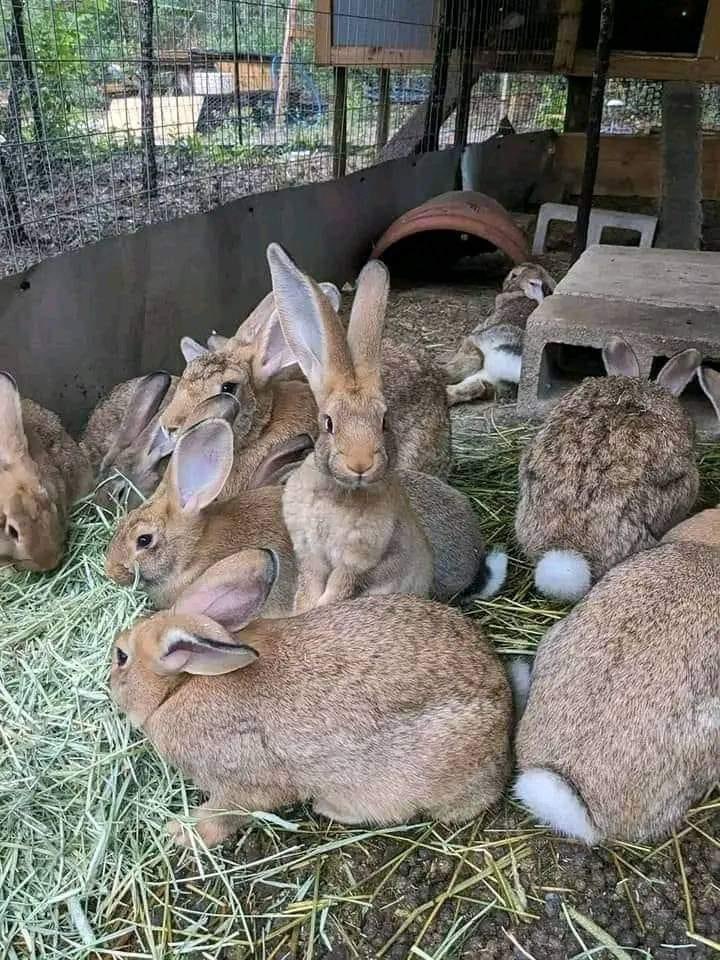 BENEFITS OF RABBIT FARMING! 🐇 🐇 🐇 

Are you looking for a new venture in the agricultural world? Consider rabbit farming, also known as cuniculture, which offers numerous advantages:

1️⃣ High Reproduction Rate: A female rabbit, or doe, can have up to 12 babies per litter, with