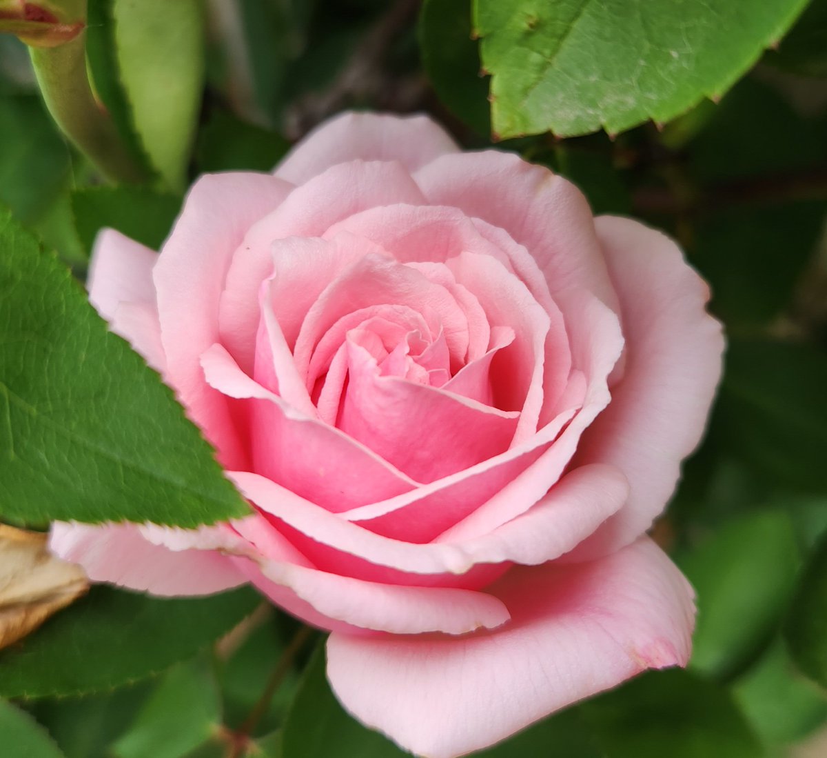 This is Marthe, a diminutive clibimg rose of the old Bourbon rose family originating on the island of Reunion, mid-nineteenth century. A charming, sweet scented rose.
#roses
