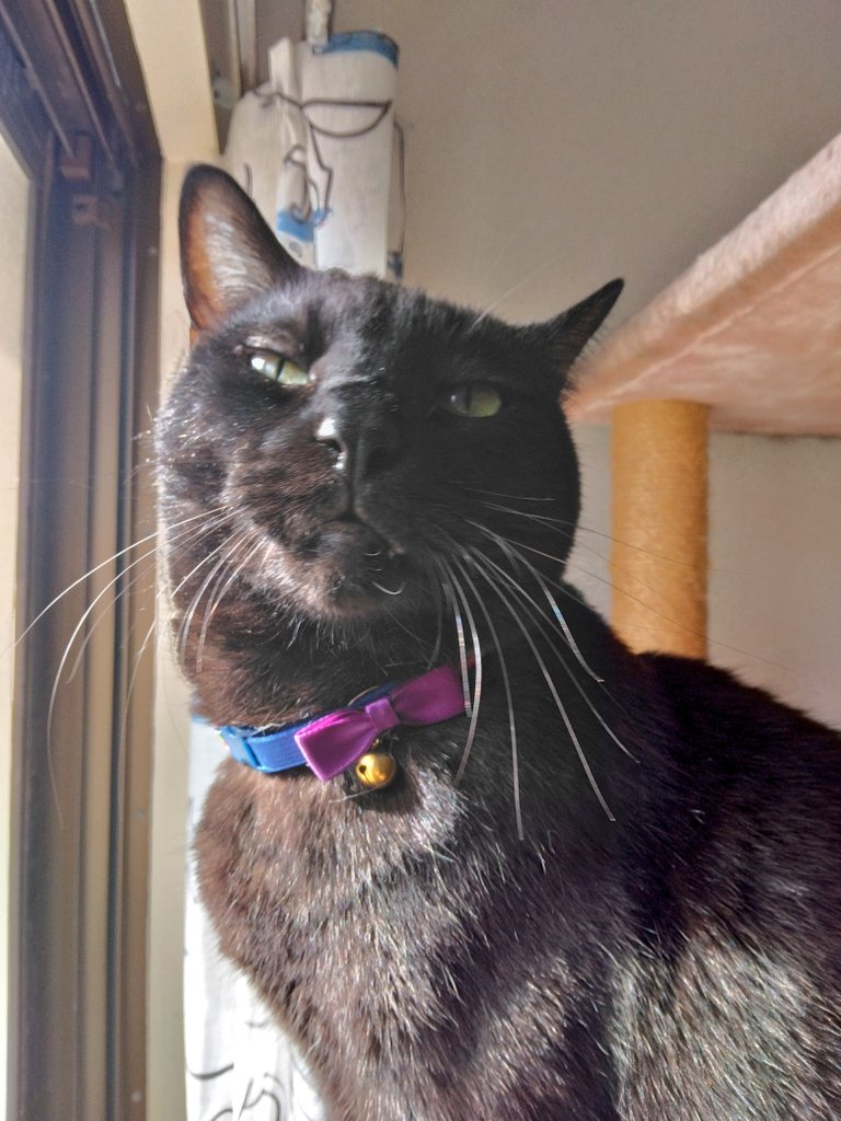 nanatomu158's tweet photo. 首輪新調 かわいさ最高
 #黒猫   #猫のいる暮らし𓏲𓎨 https://t.co/InZU9gJspg